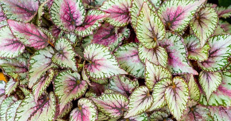 Rex Begonia: The Colorful Complainer