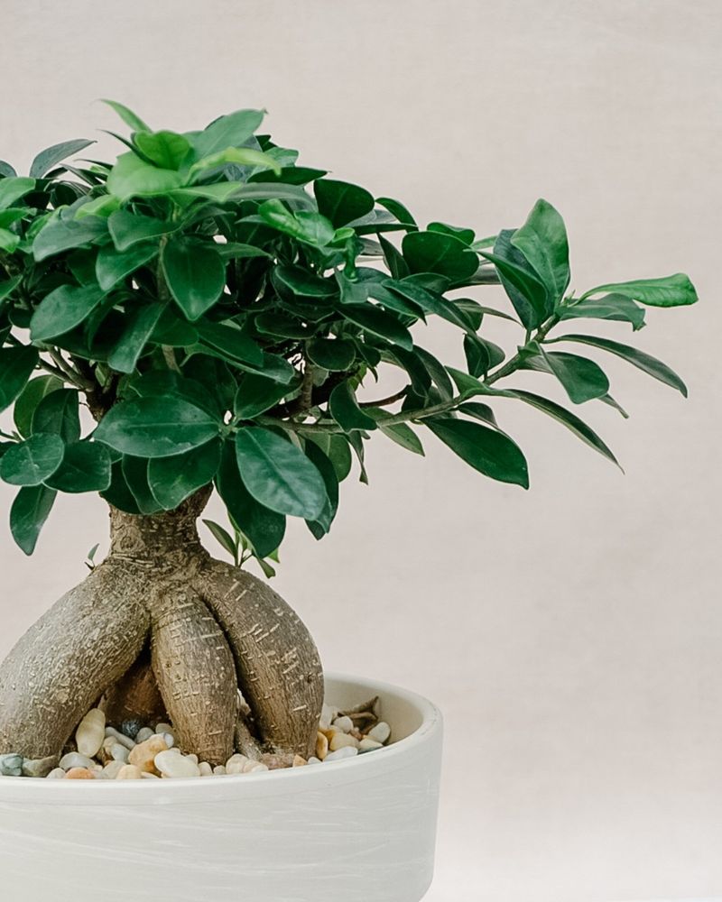 Bonsai Trees