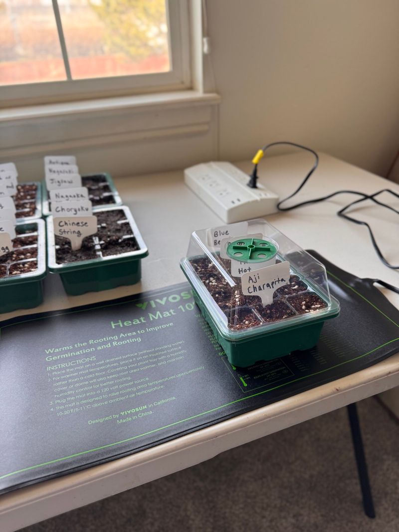 Warmth Speeds Germination