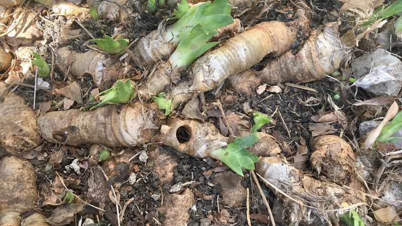 Combat Iris Borers Effectively