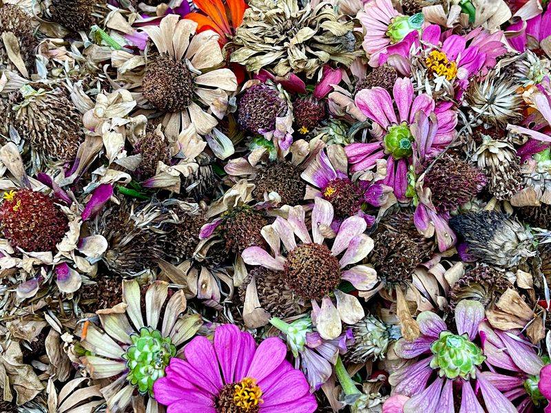 Keep Garden Clean
