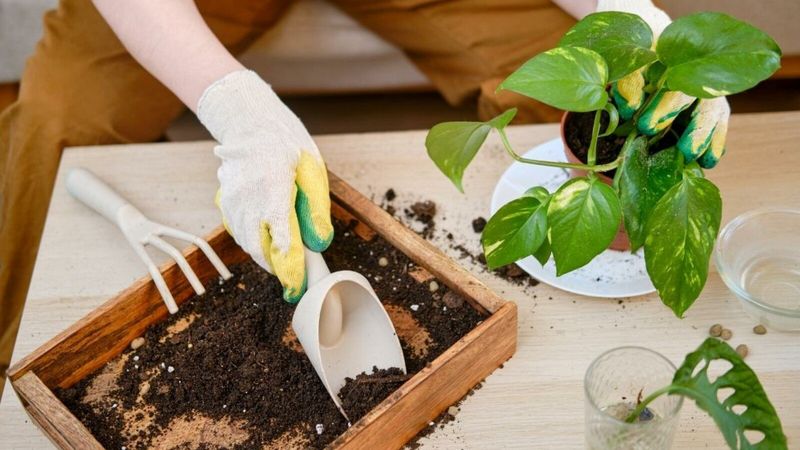 Use Appropriate Soil Mix