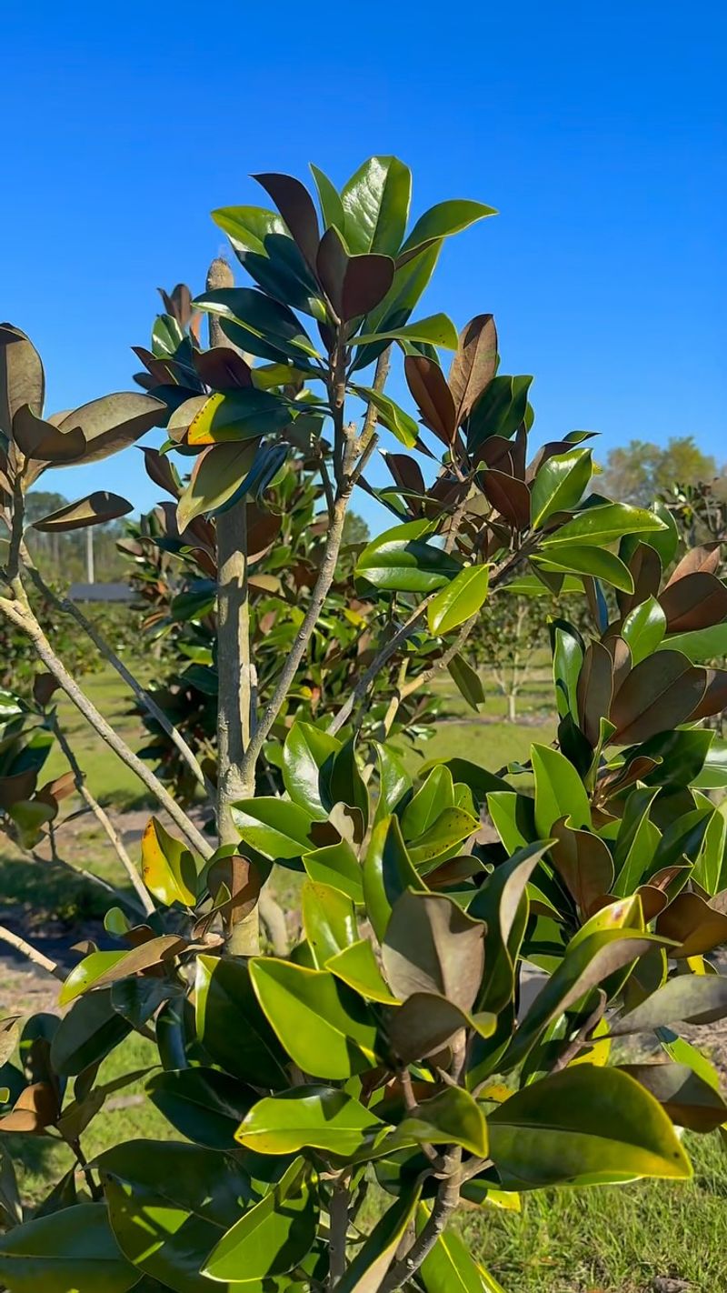 Prune Only When Necessary
