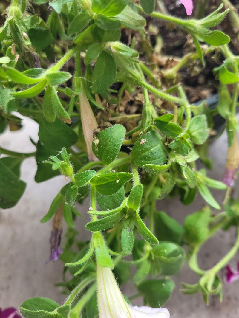 Prevent Fungal Diseases