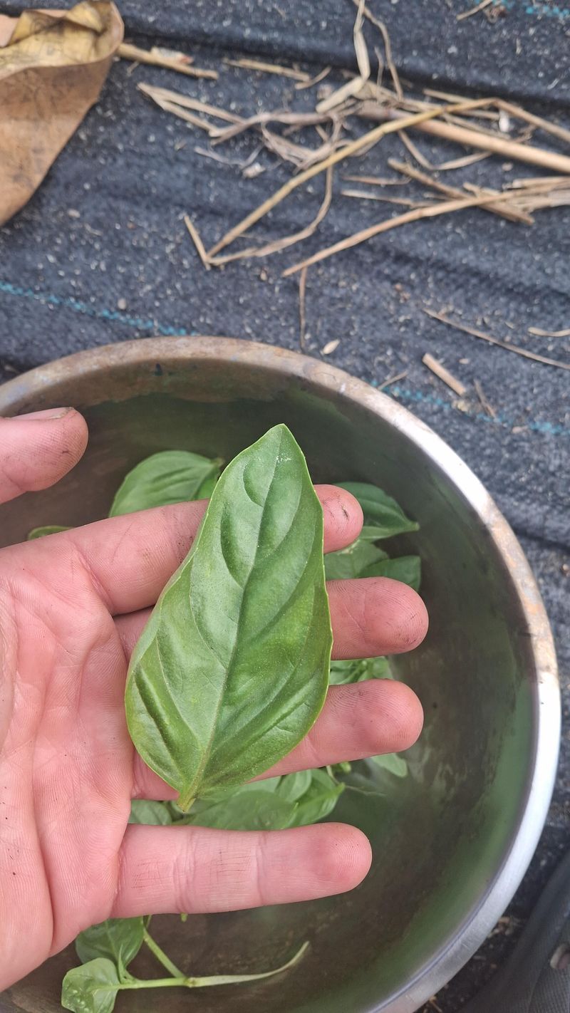 Harvest Regularly for Bushier Growth