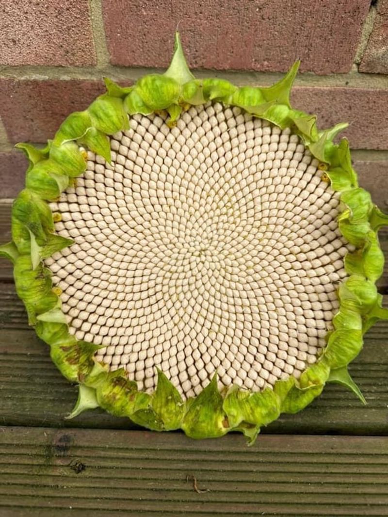 Prevent seed formation
