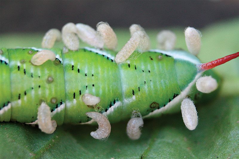 Control Tomato Hornworms