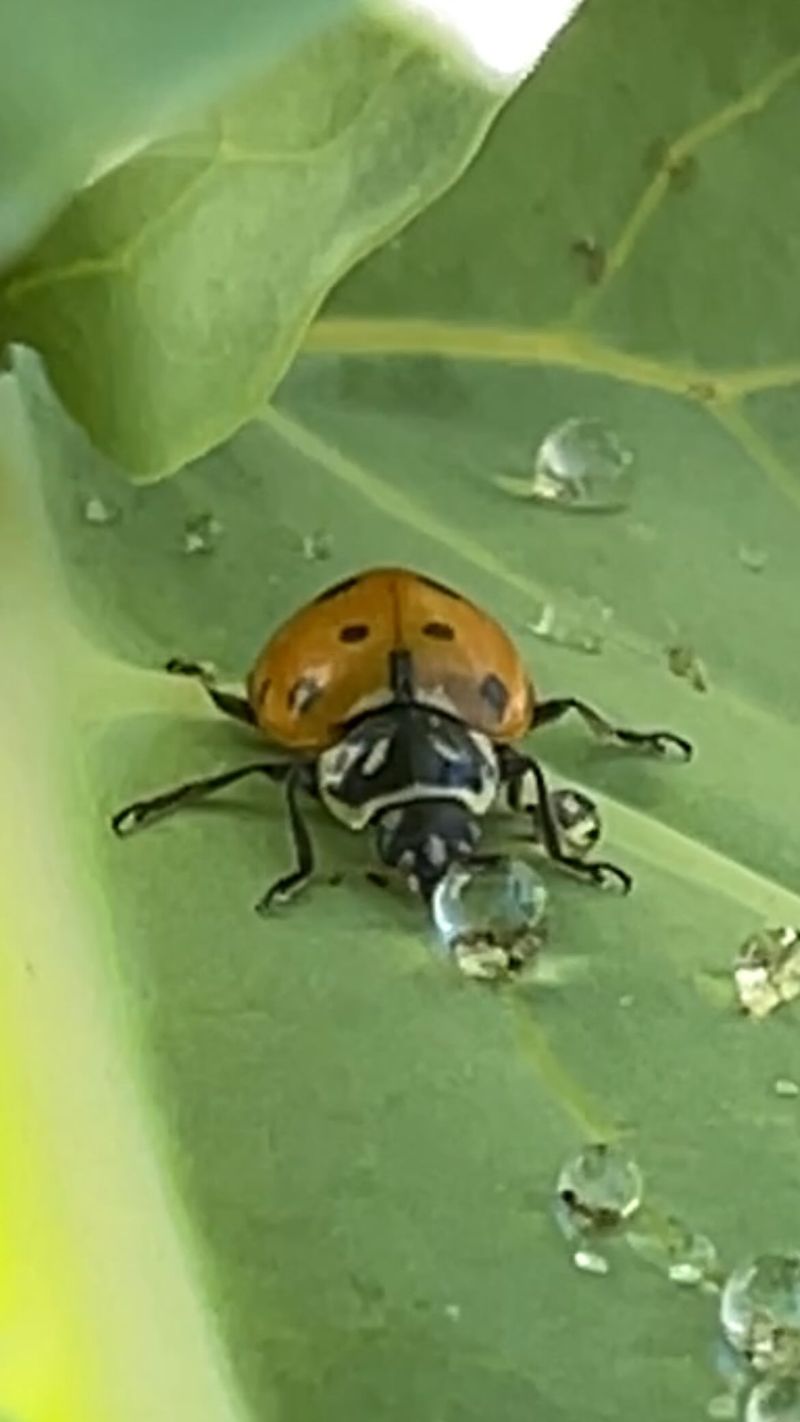 Attract Beneficial Insects