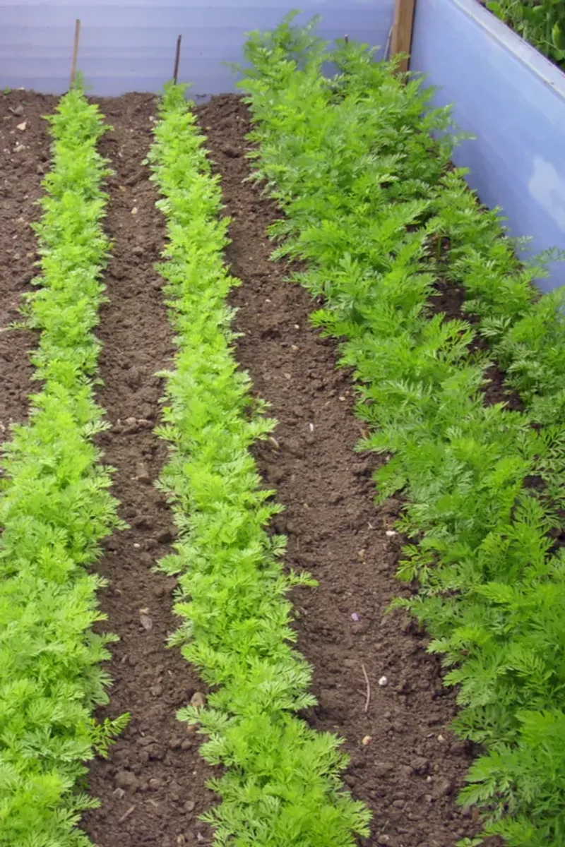Try Succession Planting for Continuous Harvest