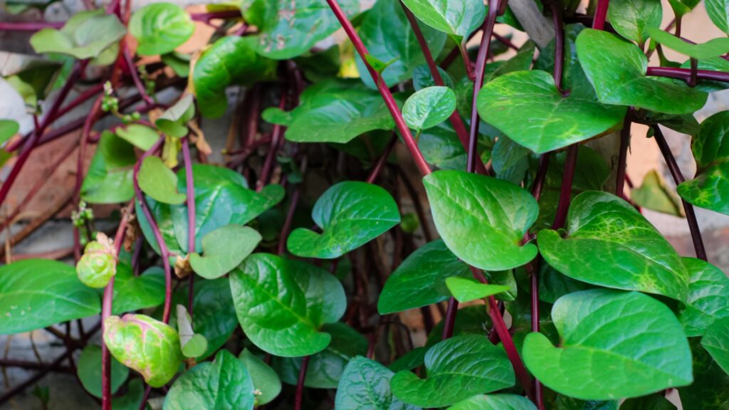 Malabar Spinach plant