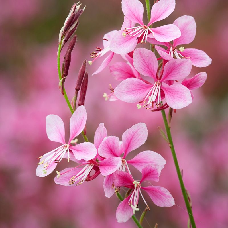 Gaura 'Siskiyou Pink'