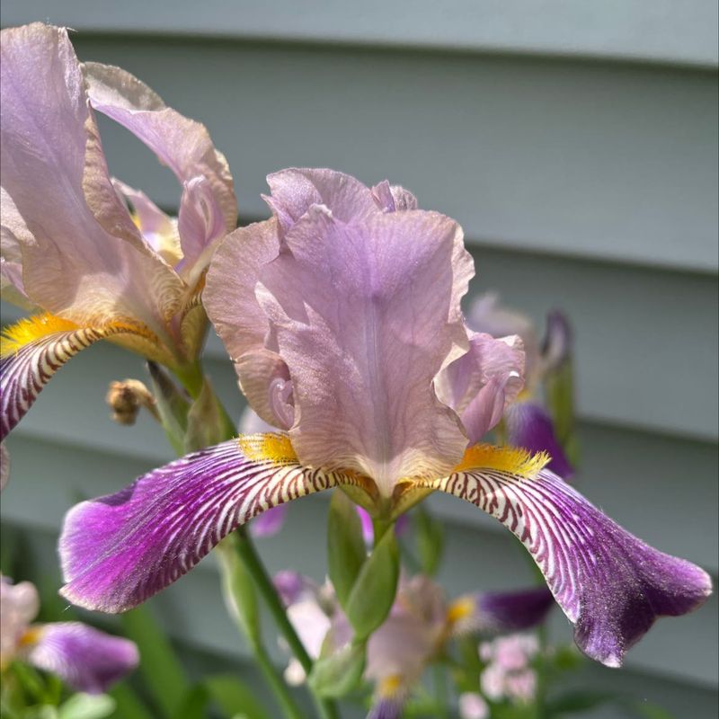 Recognize And Address Nutrient Deficiencies