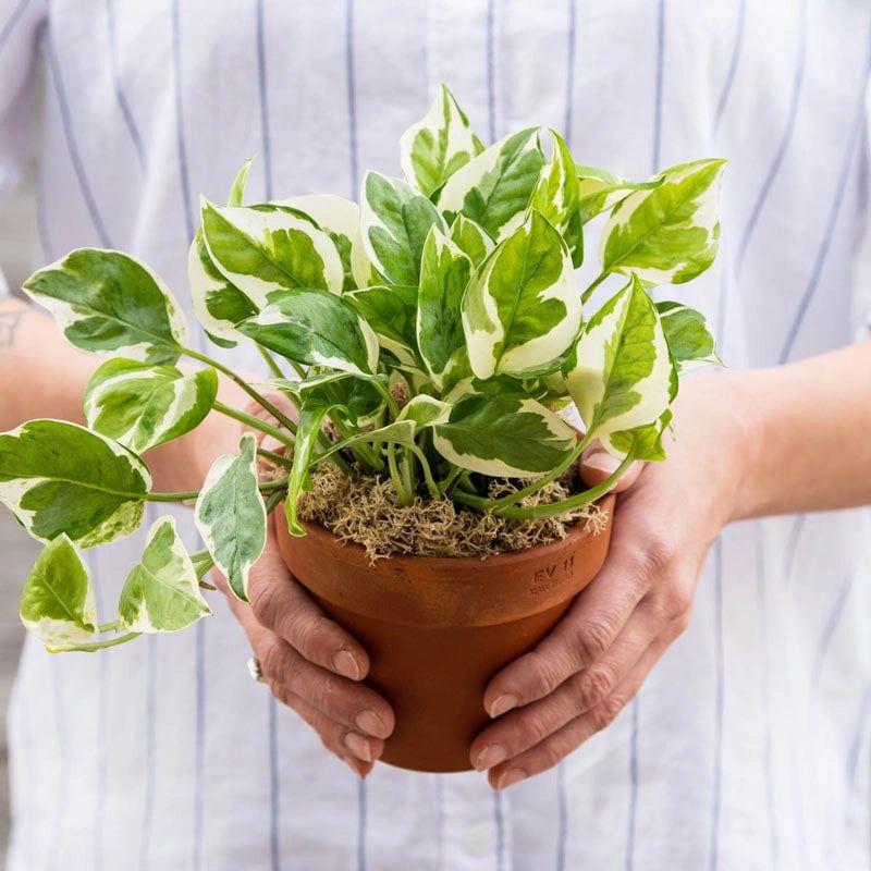 Choose The Right Pot Size