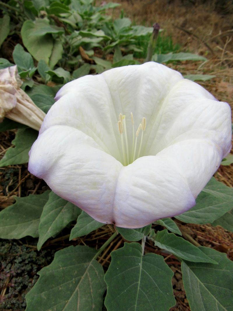 Jimsonweed