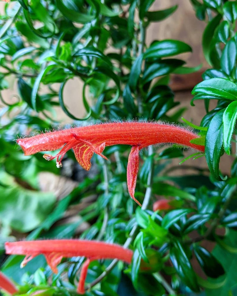 Goldfish Plant