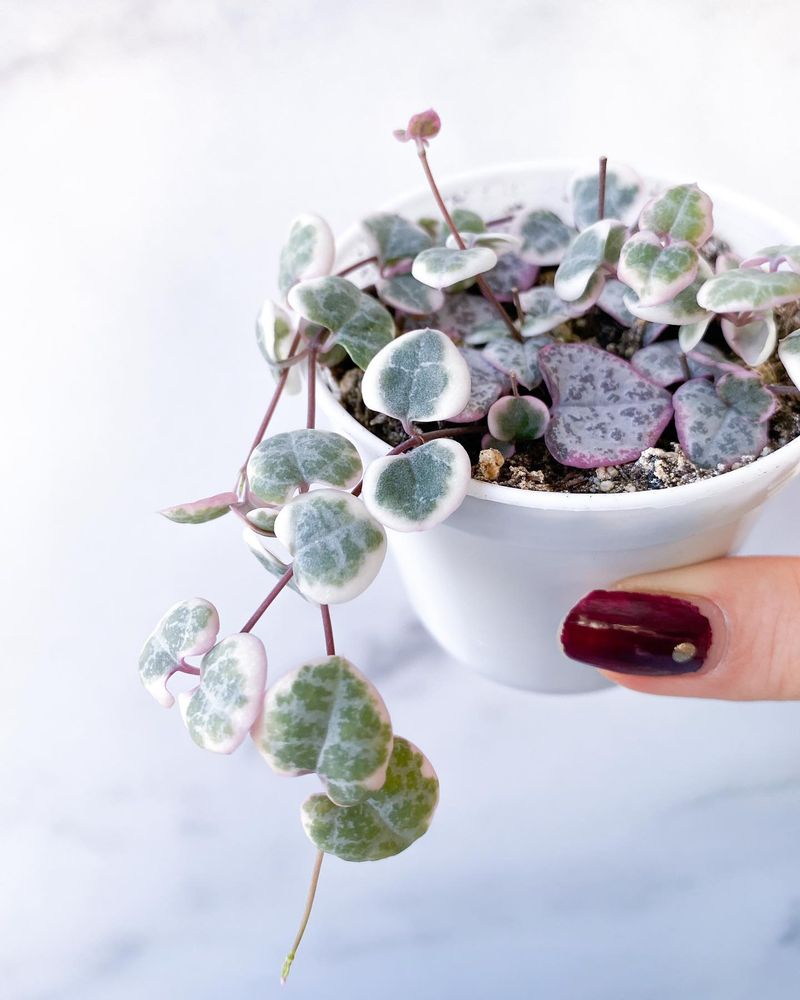 Variegated String of Hearts