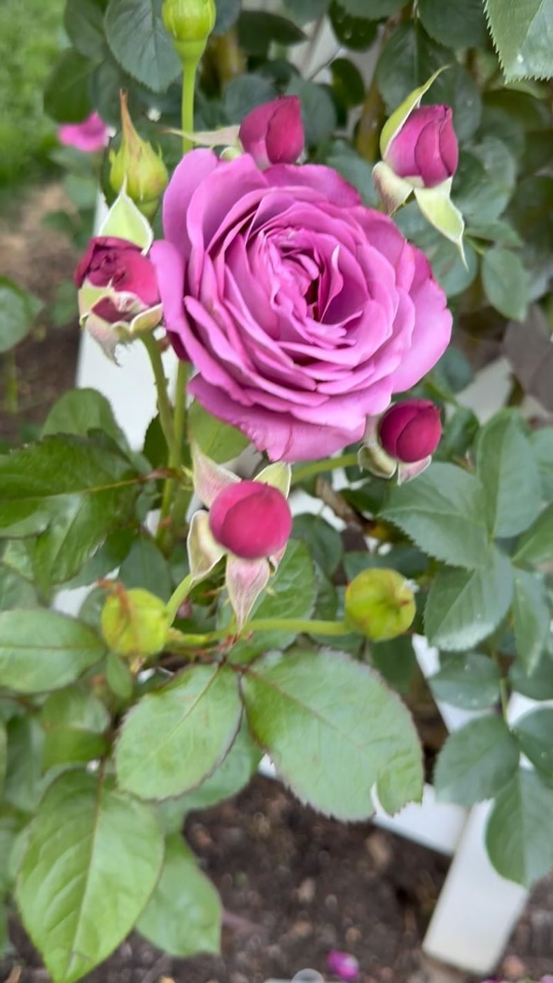 Plum Crazy