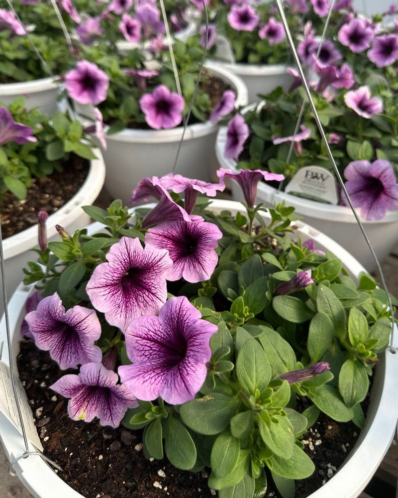 Petunias in a Flash