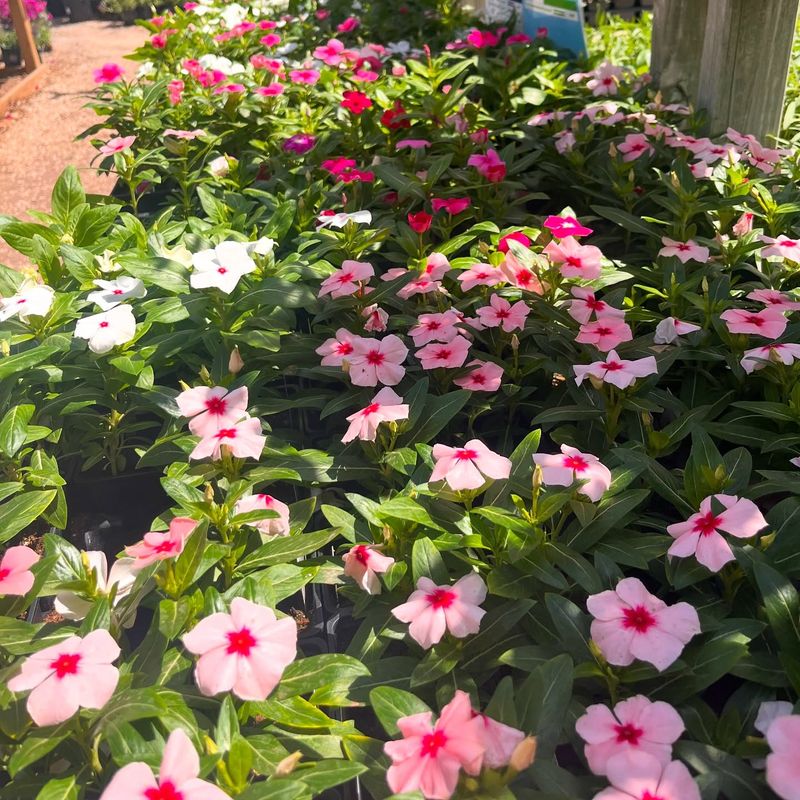 Vinca: Heat-Defying Ground Cover