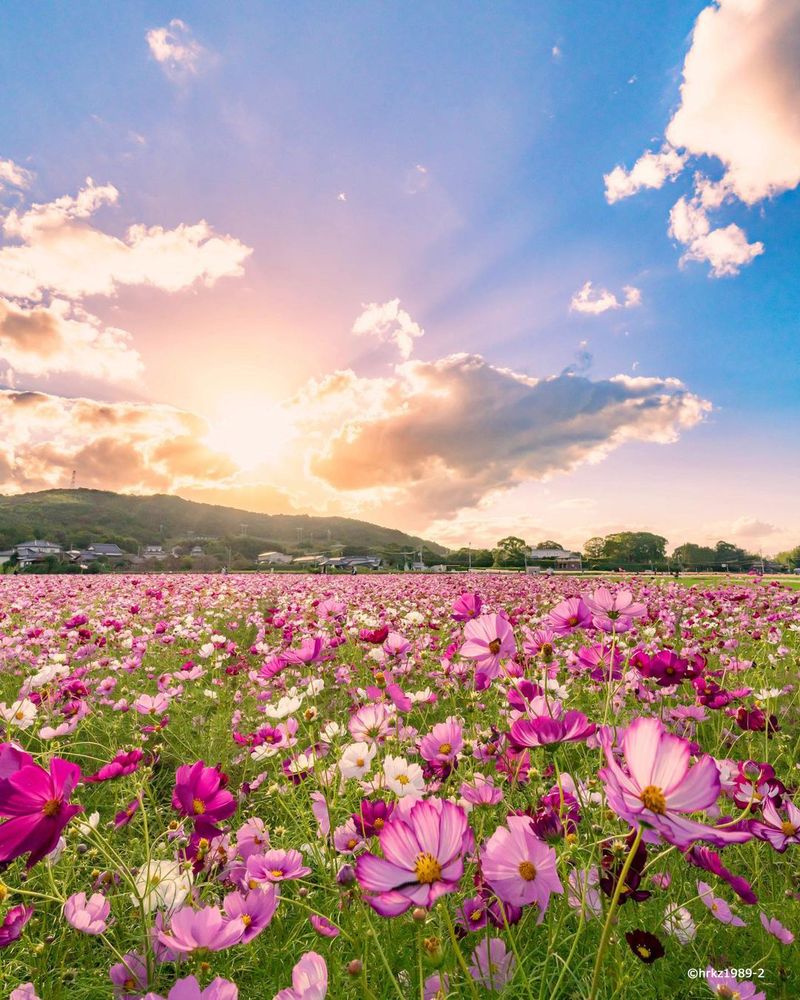 Cosmos