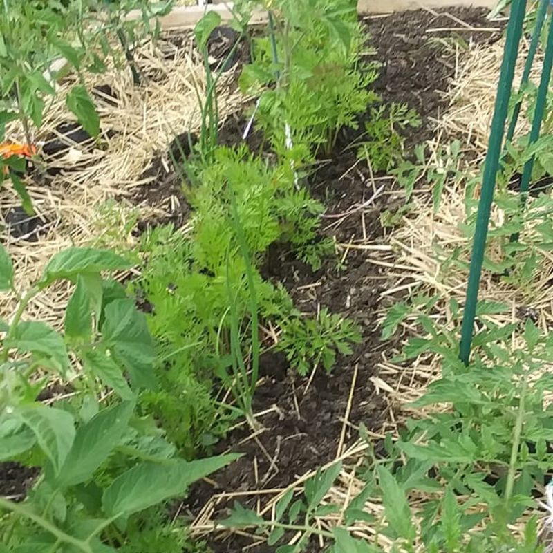 Carrots