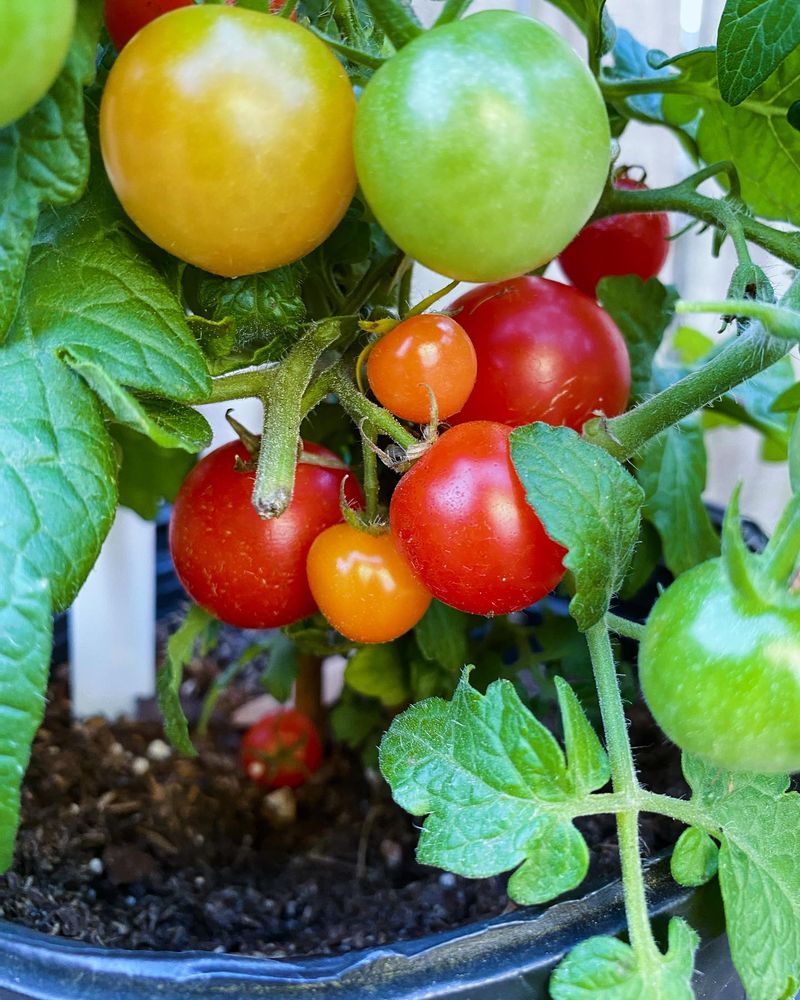 Cherry Tomatoes