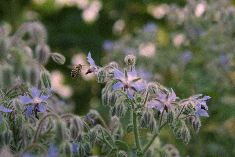 Borage