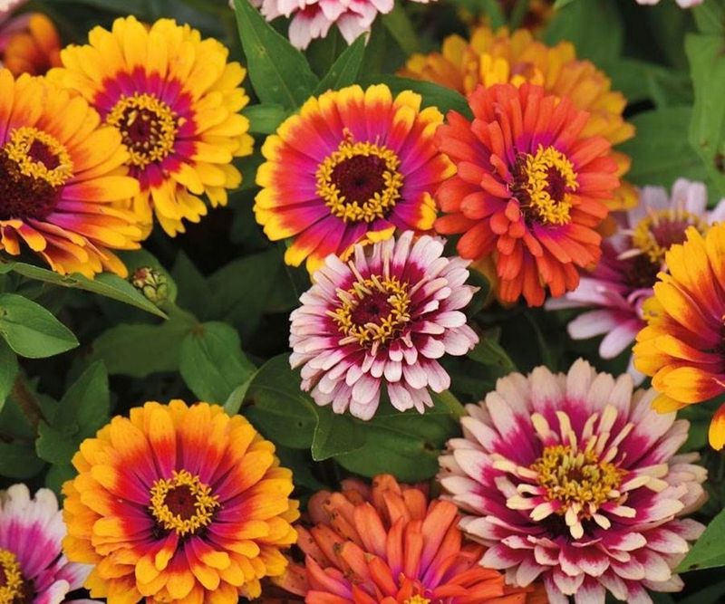Zinnias