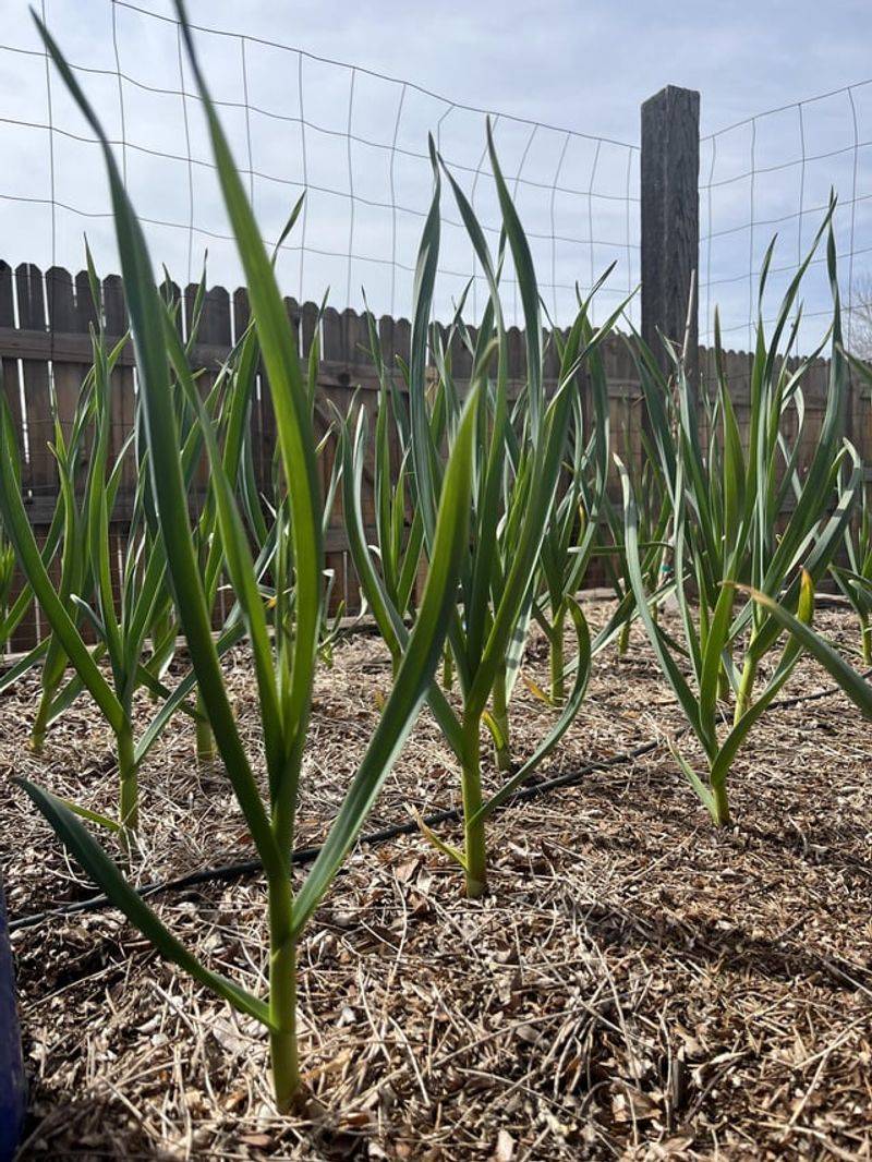 Garlic Plants