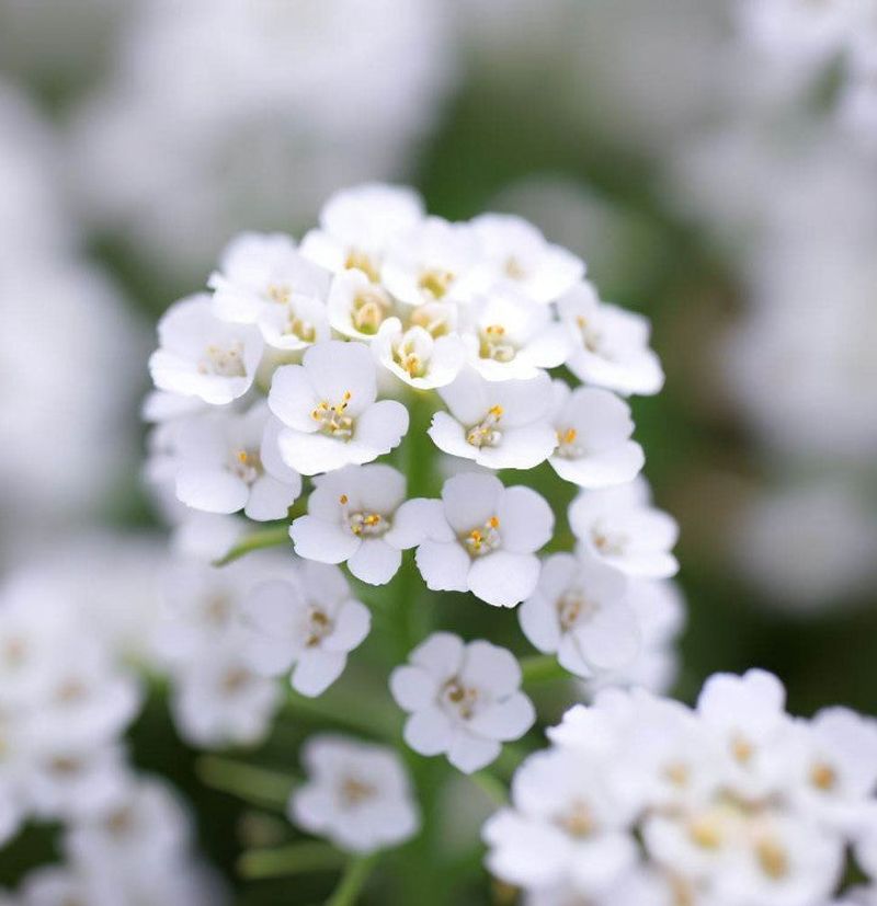Sweet Alyssum