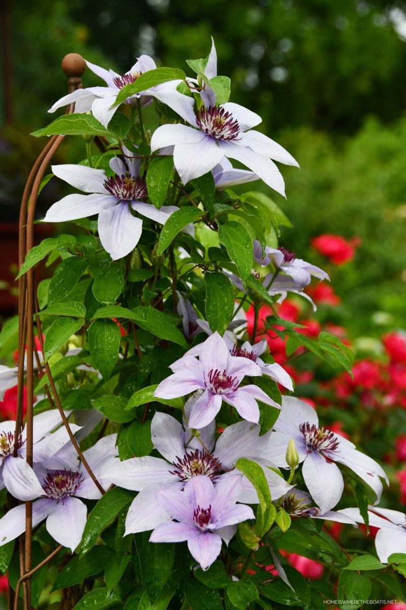 Clematis