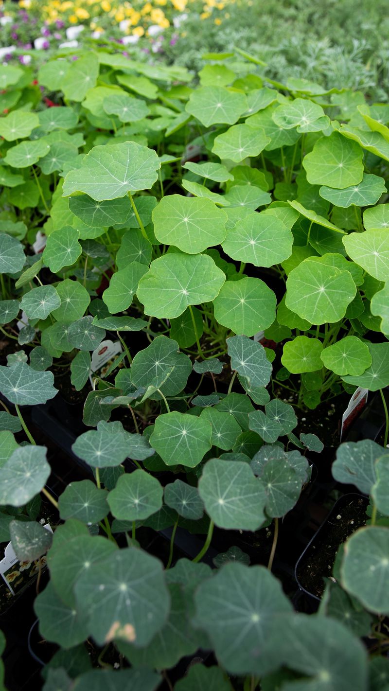 Nasturtiums