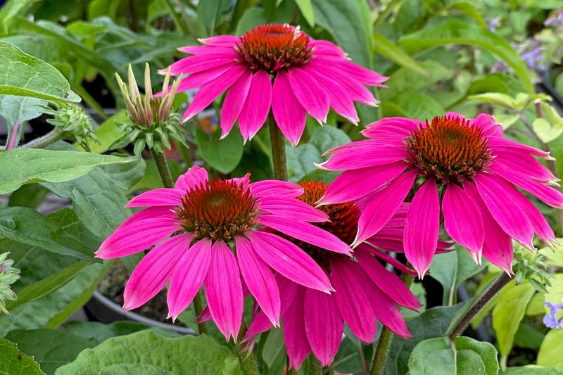 Echinacea Exits Early