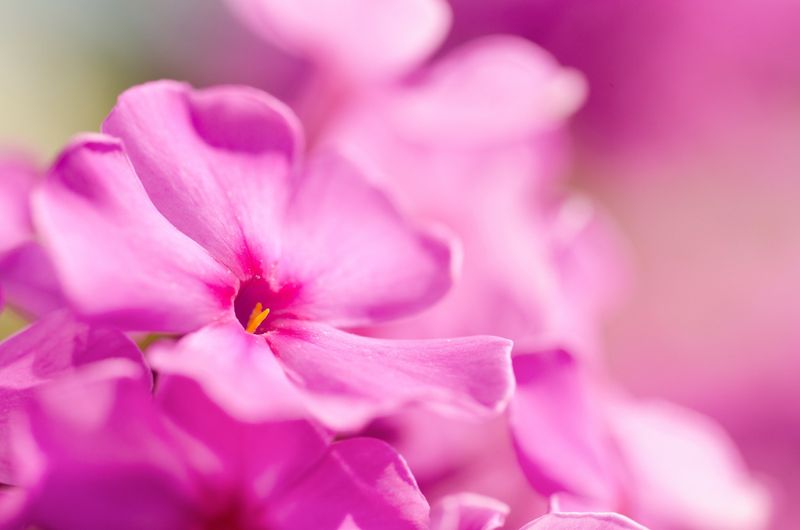 Phlox: Fragrant Clusters of Star-Shaped Blooms