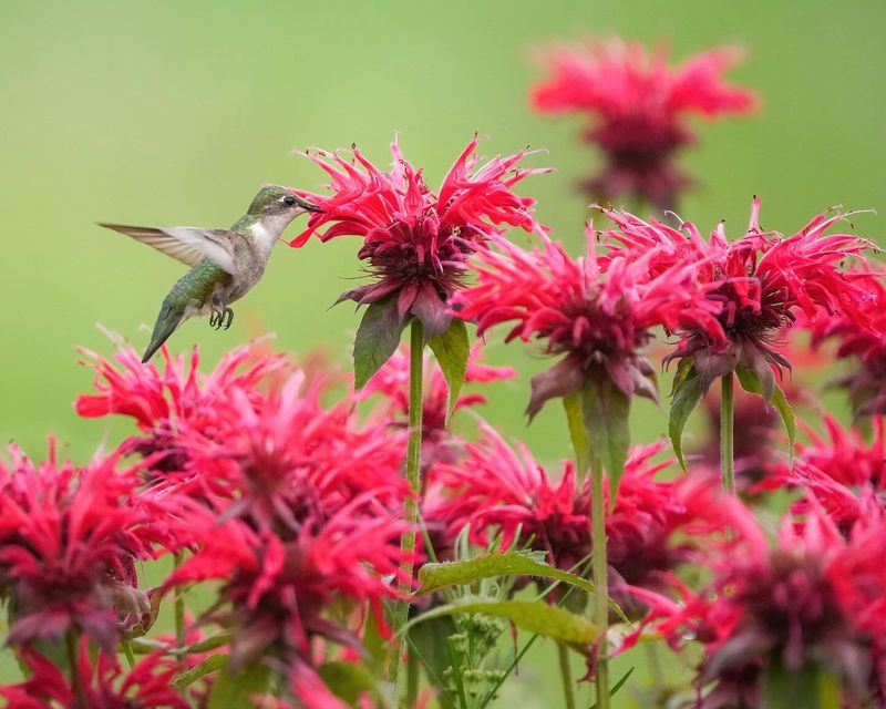 Bee Balm: Hummingbird Magnets