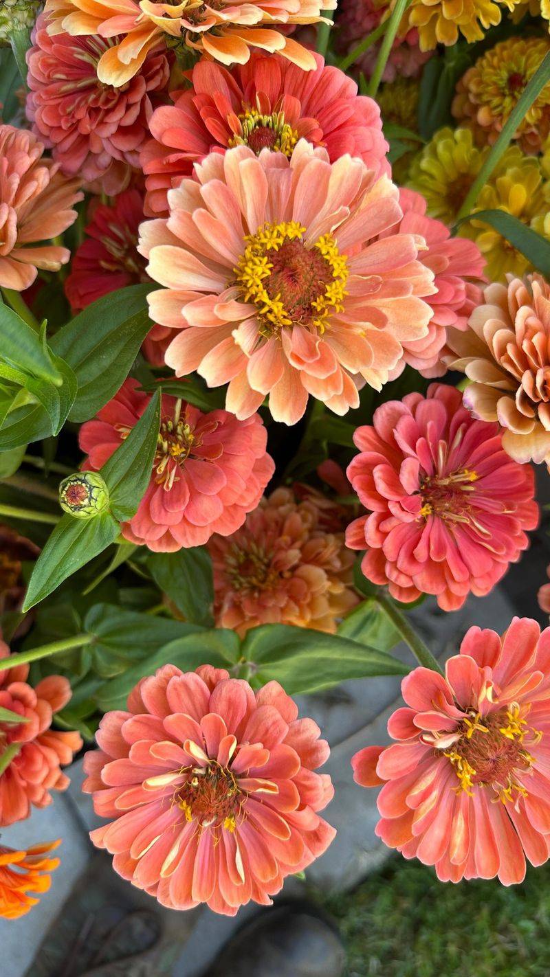 Zinnias - Cut-And-Come-Again Color