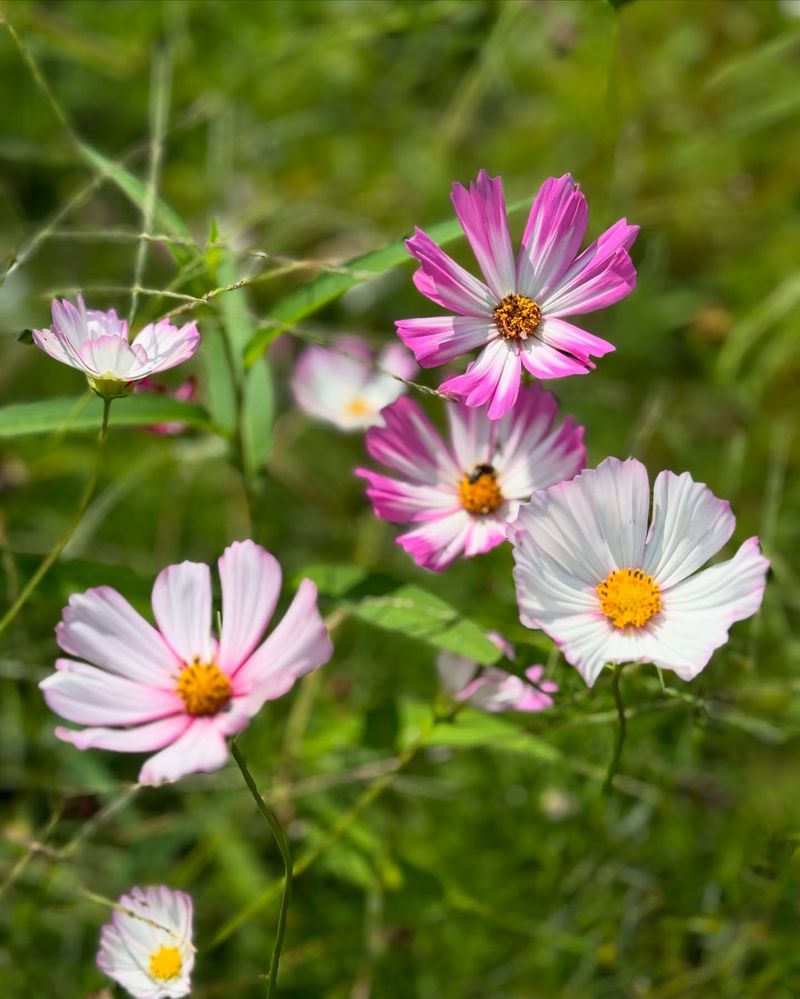 Cosmos: Delicate Sun Dancers