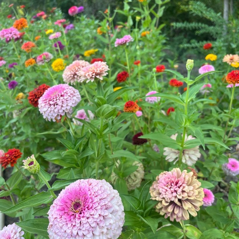 Zinnias - Rainbow-Colored Powerhouses