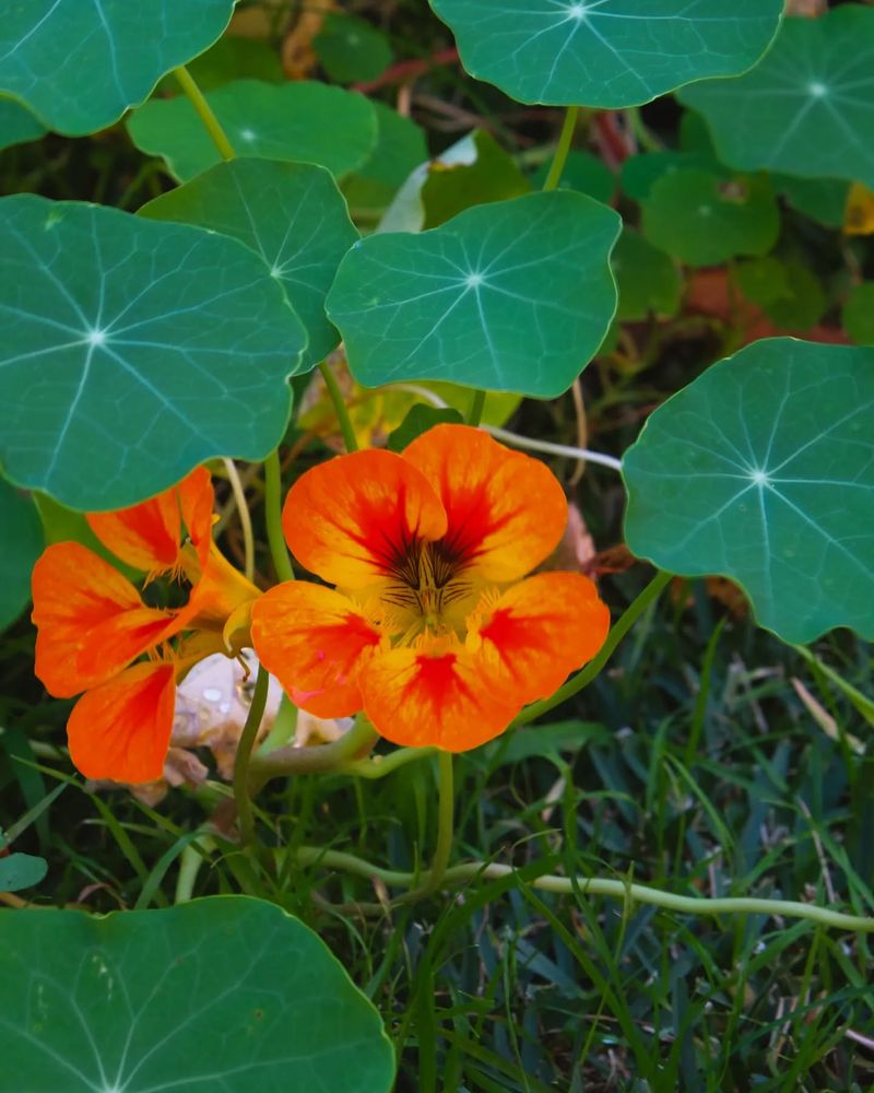 Nasturtiums: Sacrificial Decoys With Benefits