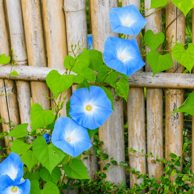 Morning Glories: Rapid Climbing Color