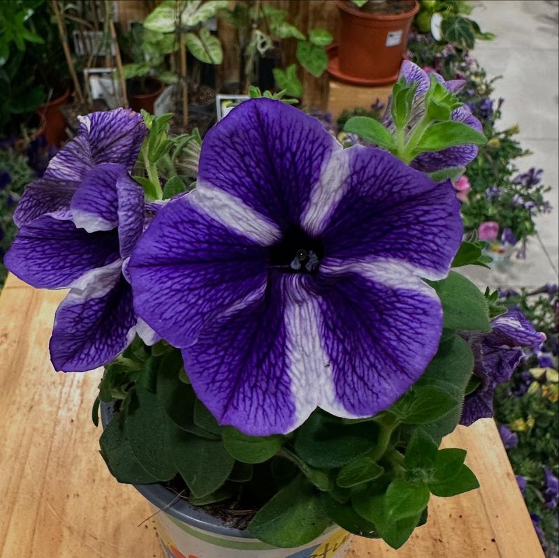 Petunias