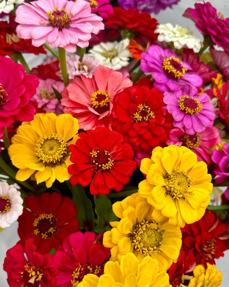Zinnias