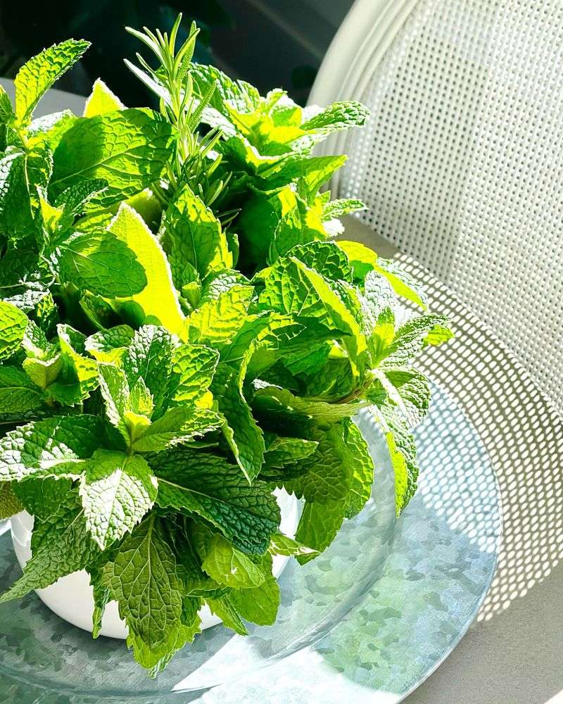 Herbs like Mint or Thyme