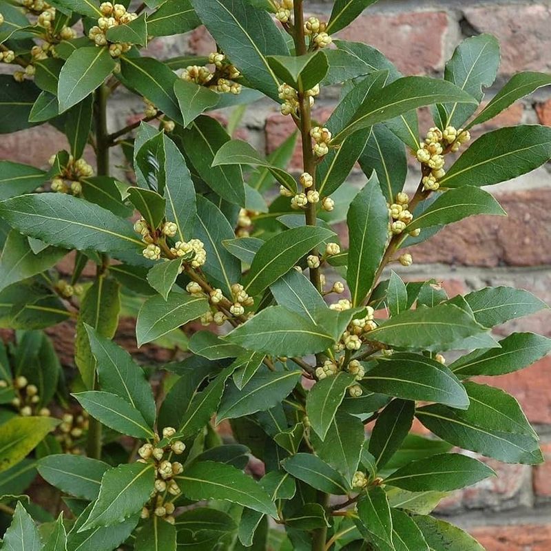 Bay Laurel: Ancient Heat Warrior