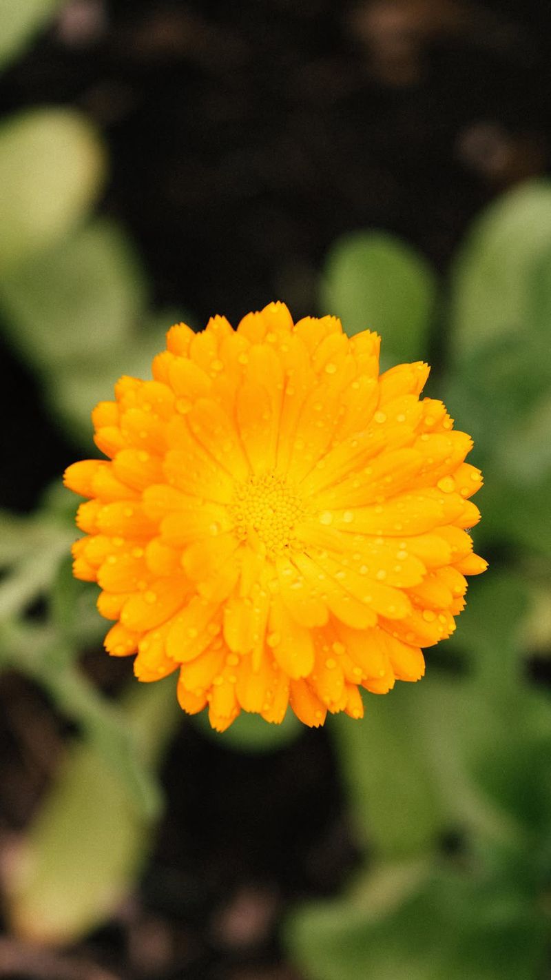Calendula