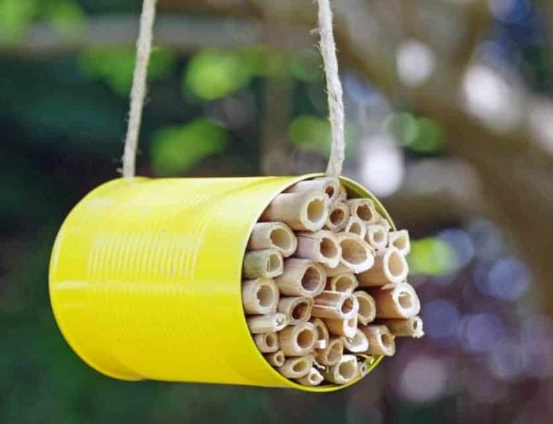 Cardboard Toilet Paper Rolls Make Solitary Bee Hotels