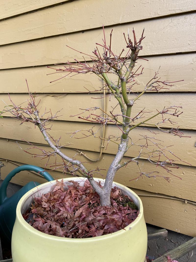 Develop Pruning Strategy