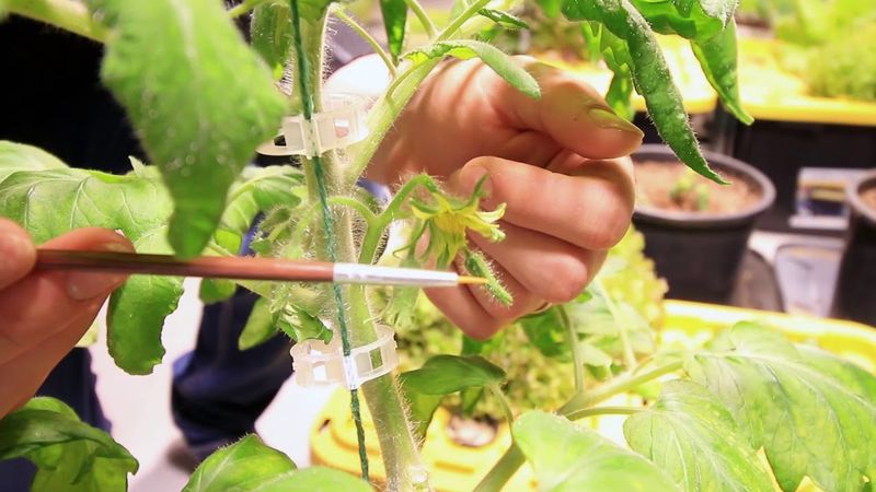 Hand-Pollinate for Better Yields