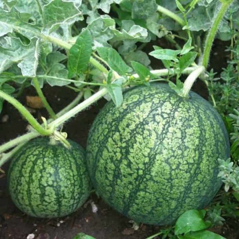 Focus On Single Fruit Production