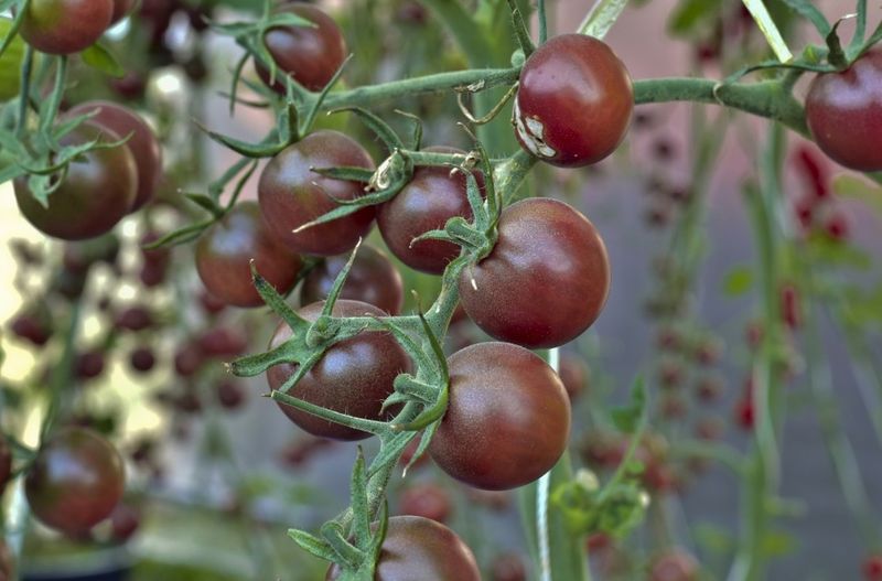 Feed with Balanced Organic Fertilizers